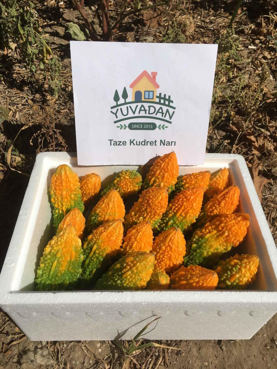 Taze Kudret Narı - 1.5 KG